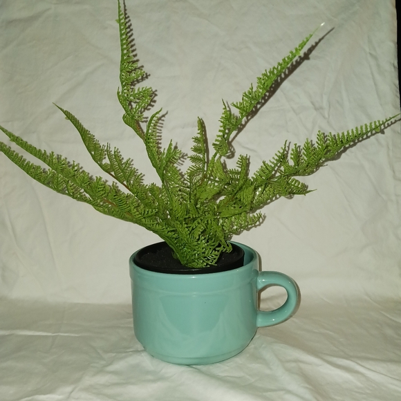 Tiffany Blue Plant Arrangement - Picture 3 of 3